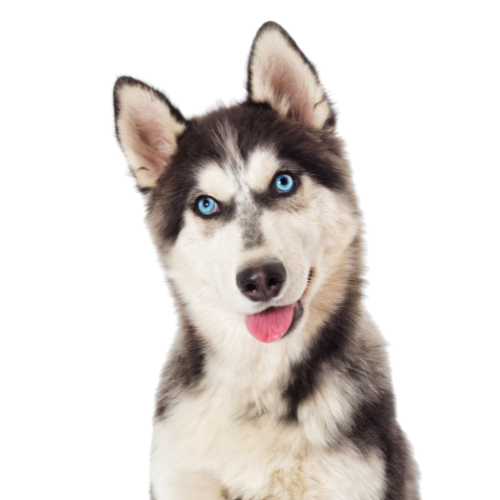 Husky with blue eyes