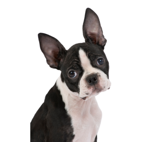 boston terrier looking cute to the left