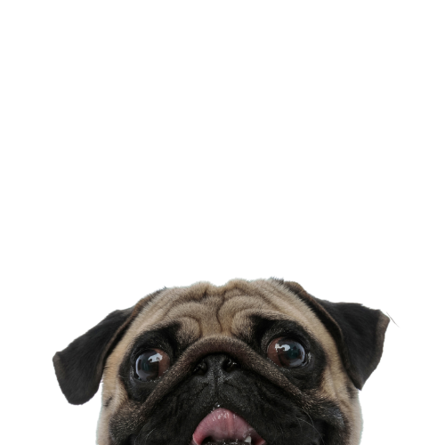 Pug face looking up