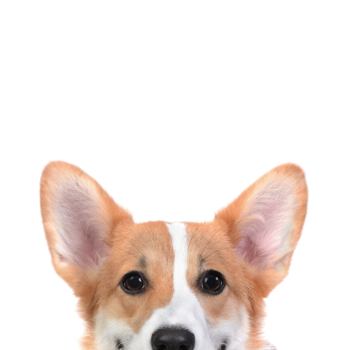 corgi ears looking up